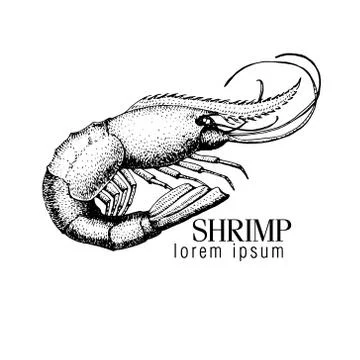 Vector banner with shrimp. Stock Illustration