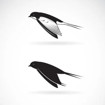 Vector of barn swallow flying design on white background. Bird icon or logo.  Stock Illustration