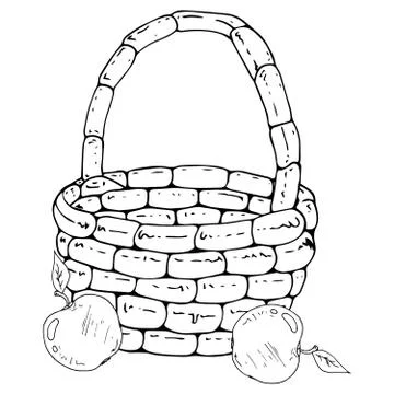 Vector of a basket with apples. Hand drawn beautiful wicker basket with apple Stock Illustration