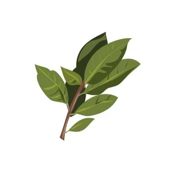 Vector bay leaf branch isolated on white background Stock Illustration