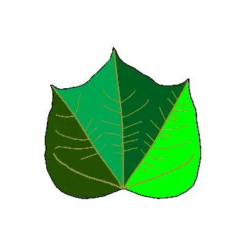 Vector of beautiful and graceful leaves Stock Illustration