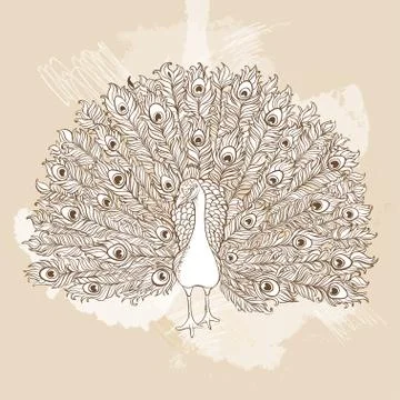 Vector Beautiful Hand drawn Peacock bird Stock Illustration