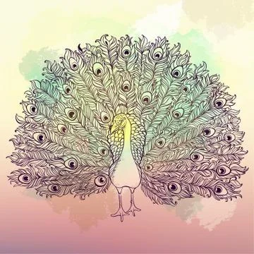 Vector Beautiful Hand drawn Peacock bird Stock Illustration