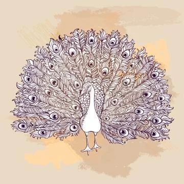 Vector Beautiful Hand drawn Peacock bird Illustrazione stock