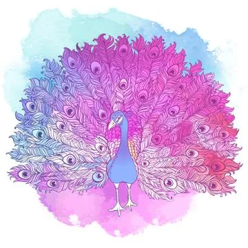 Vector Beautiful Hand drawn Peacock bird Illustrazione stock