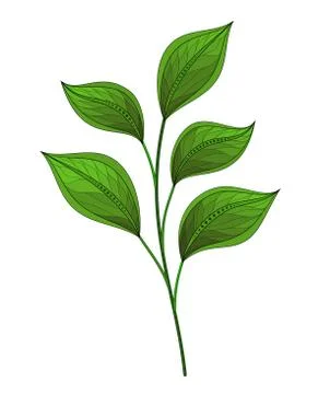 Vector Beautiful Leaf Stock Illustration
