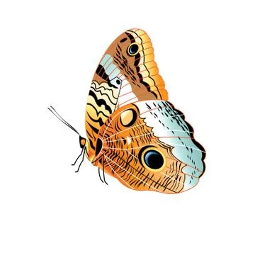 Vector beautiful patterned butterfly isolated Stock Illustration