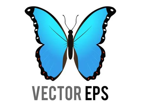 Vector beautiful winged insect butterfly icon with blue and black morpho wing Stock Illustration