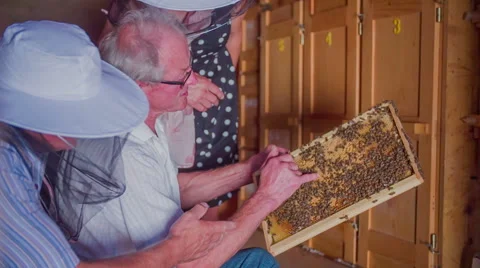 Vector with bees Stock Footage 54417164