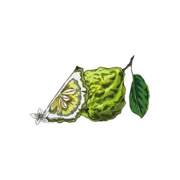 Vector of bergamot fruit, whole and slice with leaf and flower, hand drawn. Stock Illustration