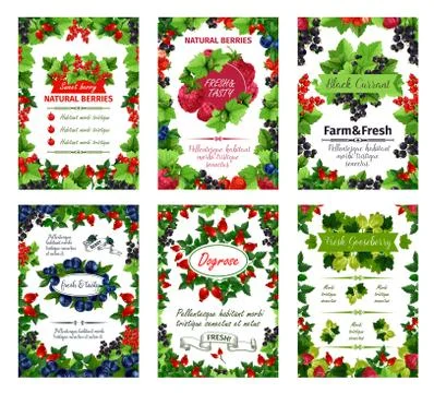 Vector berry posters fresh natural garden berries 스톡 일러스트