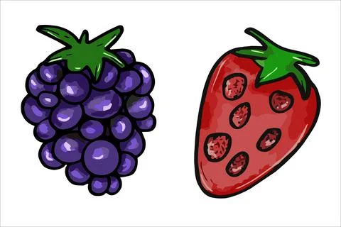 Vector berry set. Strawberry and blackberry illustration Stock Illustration