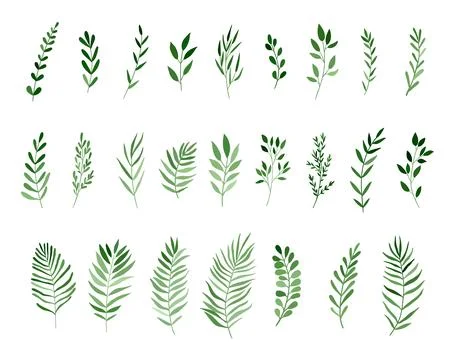 Vector Big Set botanic elements - wildflowers, herbs, leaf. Stockillustratie