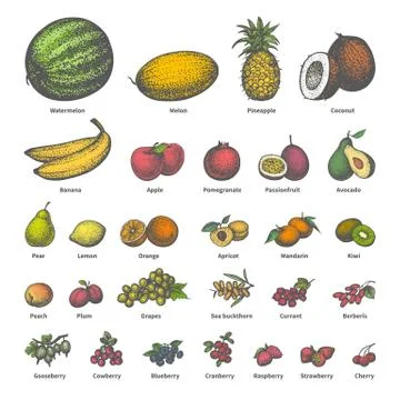 Vector big set different colored juicy ripe fruit Stock Illustration