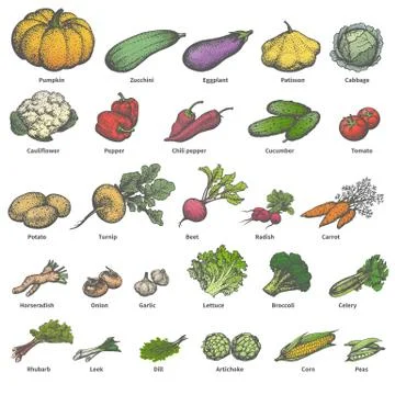 Vector big set different colored ripe vegetables Stock Illustration