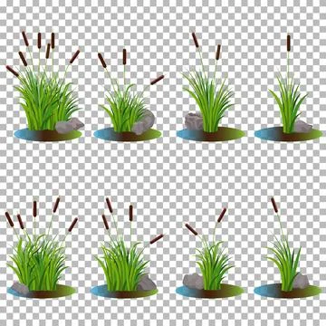 Vector big set of variety cattail stalk bushes in swamp water with stones Stock Illustration