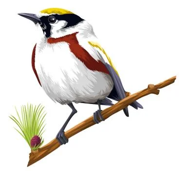 Vector of bird perching on branch. Stock Illustration