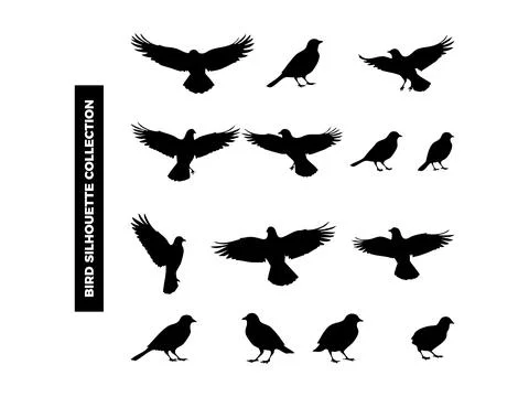 Vector Bird Silhouette Collection, Flying, Perching, and Soaring Birds for .. Illustrazione stock