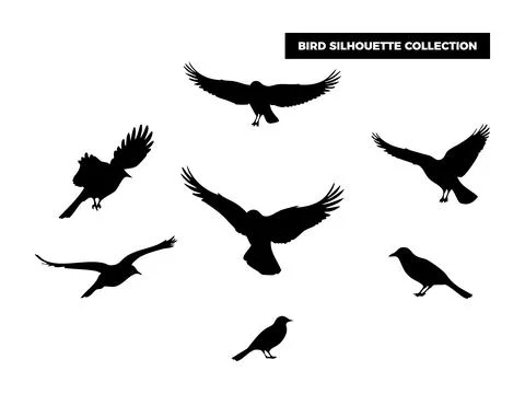 Vector Bird Silhouette Collection, Flying, Perching, and Soaring Birds for .. Illustrazione stock