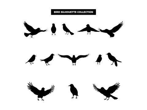 Vector Bird Silhouette Collection, Flying, Perching, and Soaring Birds for .. Illustrazione stock