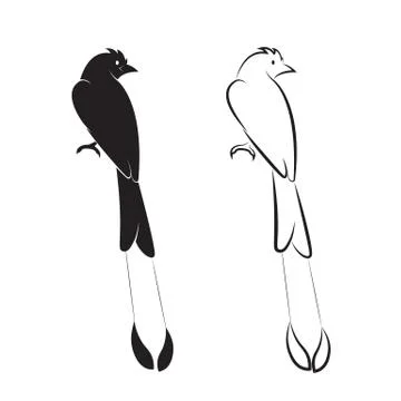 Vector of bird on white background. Birds Icon. (Greater Racket-tailed Dron.. 库存插图