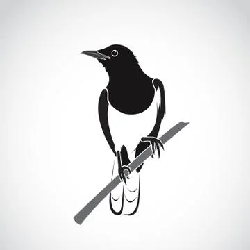 Vector of bird on white background. Oriental Magpie Robin (Copsychus saularis Stock Illustration