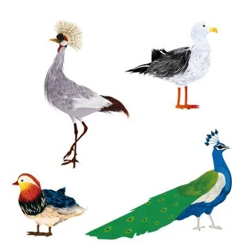 Vector birds set Stock Illustration