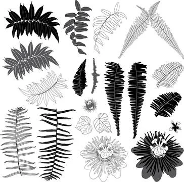Vector black and grey suburban jungle elements with tropical leaves and wild  Stock Illustration