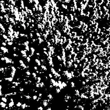 Vector black-and-white grunge botanical texture.  Square botanical pattern. Stock Illustration