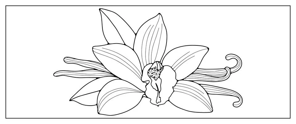 Vector black and white illustration with vanilla flowers for coloring books Stock Illustration