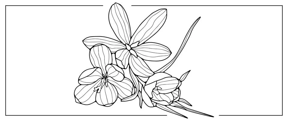 Vector black and white illustration with crocus flowers for coloring books Stock Illustration