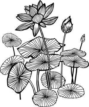 Vector black and white lotus tropical flowers and leaves water lily outlines  Stock Illustration