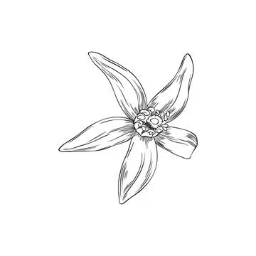 Vector black and white sketch of exotic neroli flower on isolated background. Stock Illustration