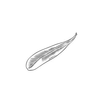 Vector black and white sketch of argan tree leaf on isolated background. Illustrazione stock