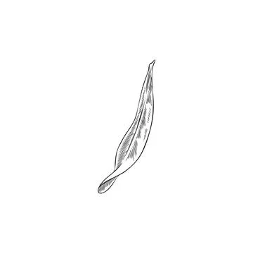 Vector black and white sketch of hand drawn argan leaf. Stock Illustration