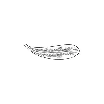 Vector black and white sketch of argan leaf in engraved style. Stock Illustration