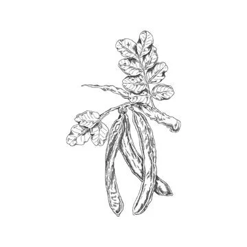 Vector black and white sketch of carob tree branch with leaves and pods, hand Stock Illustration