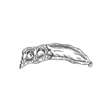 Vector black and white sketch of carob pod with seeds, hand drawn illustration. Stock Illustration