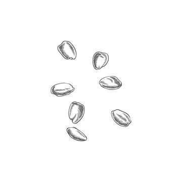Vector black and white sketch of carob seeds, vintage hand drawn outline style. Stock Illustration