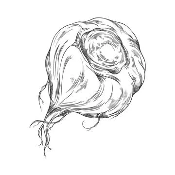 Vector black and white sketch of maca root, hand drawn. Stock Illustration
