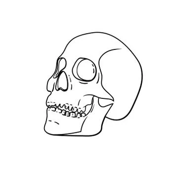 Vector black and white skull isolated on background Stock Illustration