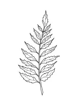 Vector black branch on white background Stock Illustration