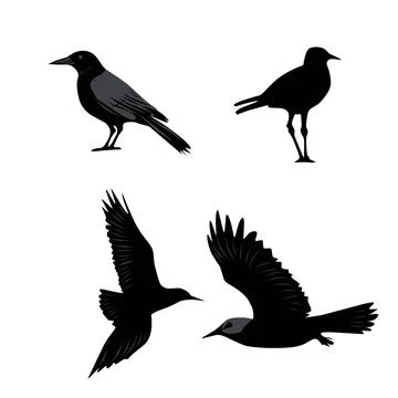 Vector black illustration of birds collection on white background Stock Illustration
