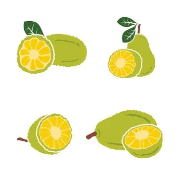 Vector black Jackfruit set on white background Stock Illustration