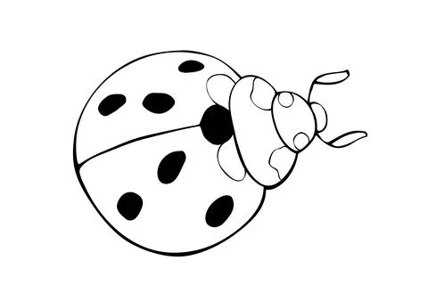 Vector black outline ladybug in doodle style. Cute insect, isolated. Top view Stock Illustration