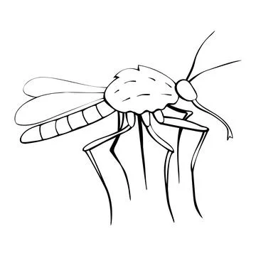 Vector black outline mosquito in doodle sketch style. Side view. Black and wh Stock Illustration