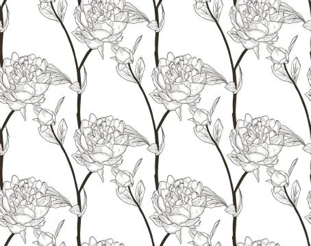 Vector Black Seamless Pattern with Drawn Flowers, Peony Stock Illustration
