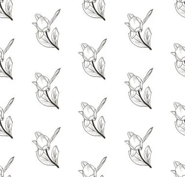 Vector Black Seamless Pattern with Drawn Flowers, Peony Stock Illustration