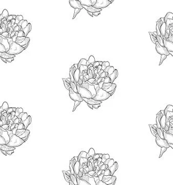 Vector Black Seamless Pattern with Drawn Flowers, Peony Stock Illustration