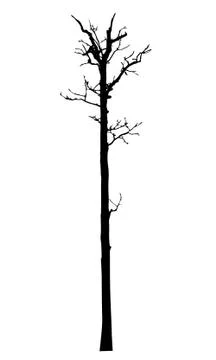 Vector black silhouette of a bare tree Stock Illustration